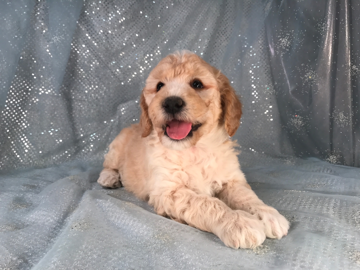 Male Buff Miniature Goldendoodle Puppy for Sale 